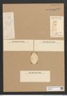 Eunotia zygodon Ehr. (de-Toni-Nr.: Genus 104, Species 3189) Zeichnungen Sammlung Grunow Nr. 6551 (NHMW-BOT-W0375278)